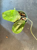 Hoya Michele