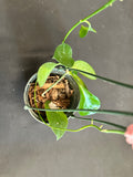 Hoya Bicknellii in a 5” Hanging Basket
