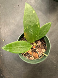 Hoya EPC 301 ‘black leaf’