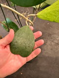 Hoya Kerrii in a hanging basket
