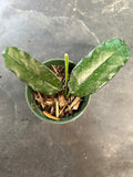Hoya Globulosa