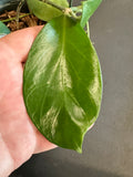 Hoya Bicknellii in a 5” Hanging Basket