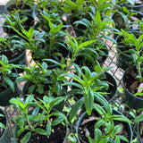 Nematanthus aka Goldfish Plant