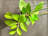 Hoya Icensis aka Patcharawalai 023 hanging basket