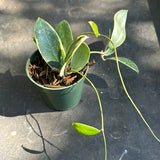 Hoya Verticillata "white margins" aka (albo marginata)