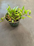 Hoya Lacunosa "Poonsak"