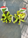Venus Fly Trap Dome Pot