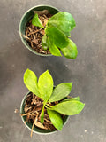 Hoya Obscura