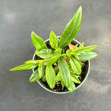 Nematanthus aka Goldfish Plant