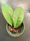 Hoya Skinneriana “Dee’s Big One”