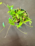 Hoya Lacunosa "Poonsak"