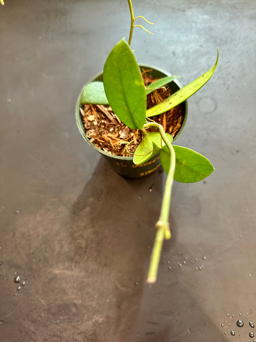 1025＊Hoya ＊ホヤ ＊diversifolia ＊グリーンオングリーン 1025＊Hoya