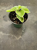 Cuban Oregano Variegated aka Coleus Amboinicus