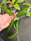 Hoya Black Dragon pubicorolla in a 5” hanging basket