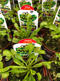 Venus Fly Trap Dome Pot