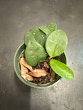 Hoya RHM 002 “Ligia”