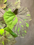 Ipomoea Kelly Ray Sweet Potato Vine