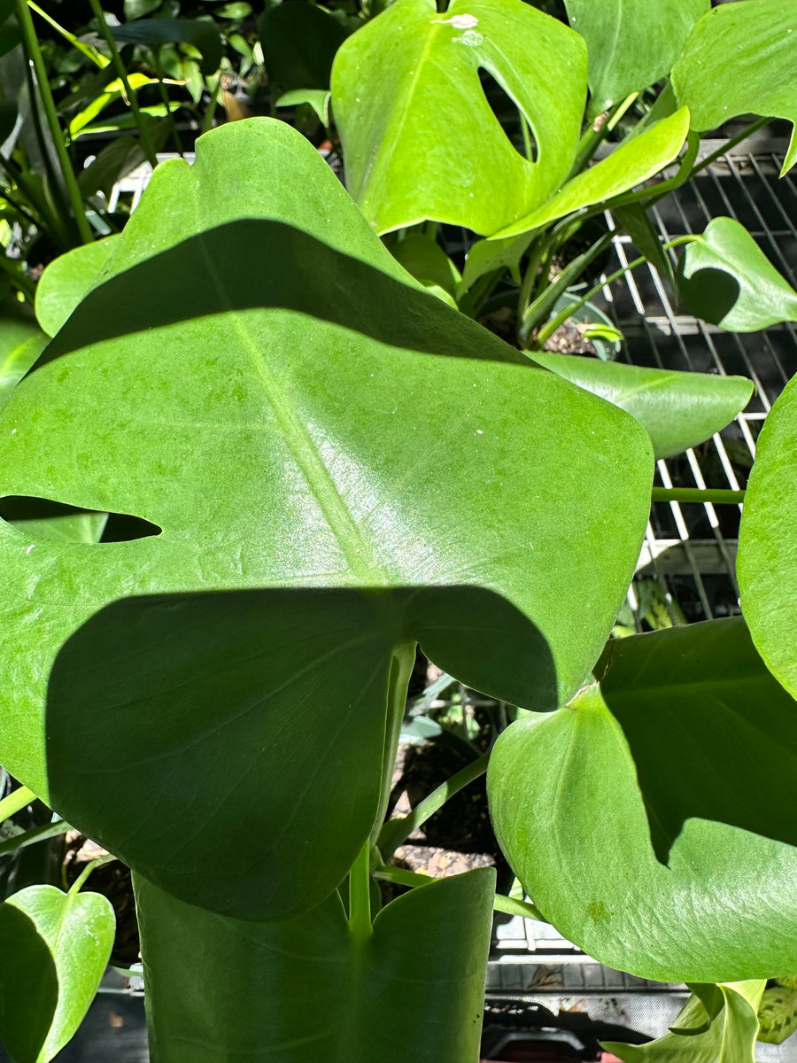 Monstera Deliciosa – Christine's Tropical & Exotic Plants