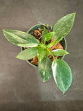 White Wizard Philodendron