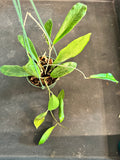 Hoya Benvergarai hanging basket