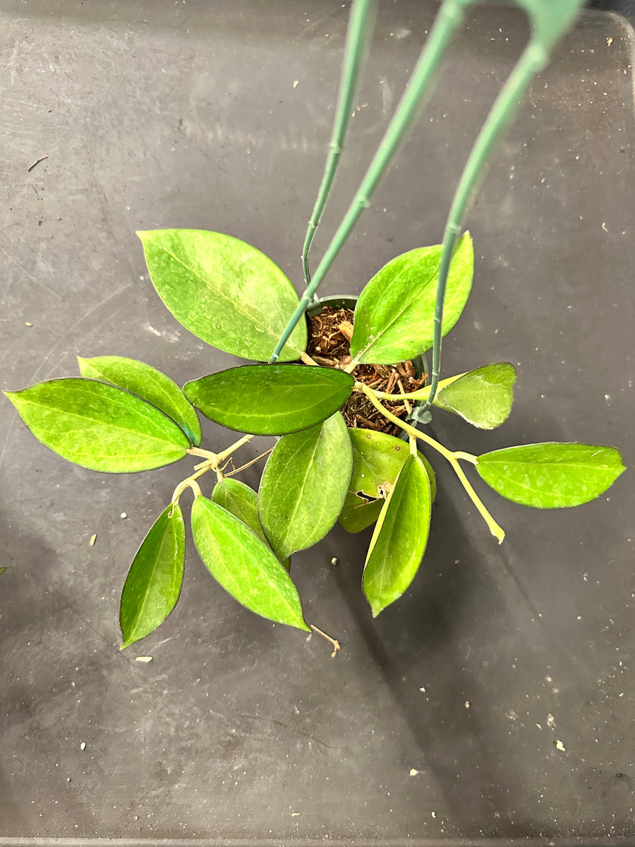 Hoya Icensis aka Patcharawalai 023 hanging basket – Christine's