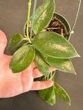 Hoya Diversifolia 5” hanging basket