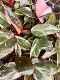 Philodendron Pink Princess