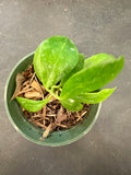 Hoya Obscura