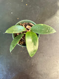 Hoya EPC 301 ‘black leaf’
