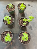 Plectranthus tomentosa aka Vicks Herb