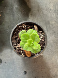 Plectranthus tomentosa aka Vicks Herb