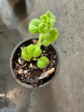 Plectranthus tomentosa aka Vicks Herb