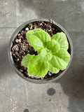 Plectranthus tomentosa aka Vicks Herb
