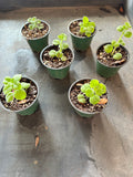 Plectranthus tomentosa aka Vicks Herb