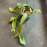 Rhipsalis Crispata Cactus