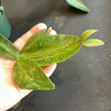 Rhipsalis Crispata Cactus