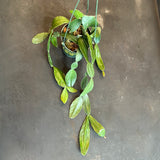 Rhipsalis Crispata Cactus