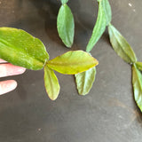 Rhipsalis Crispata Cactus