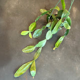 Rhipsalis Crispata Cactus