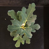 Fig Bushes