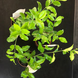 Barbados Cherry 'Acerola' Bush