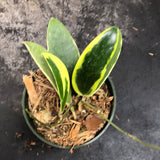 Hoya Verticillata "white margins" aka (albo marginata)