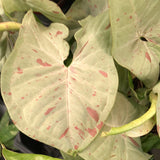 Syngonium 'Milk Confetti'