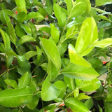 Barbados Cherry 'Acerola' Bush