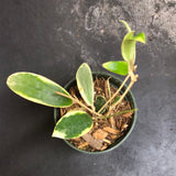 Hoya Verticillata "white margins" aka (albo marginata)