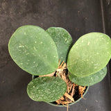 Hoya Obovata