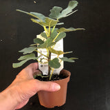 Fig Bushes