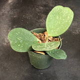 Hoya Obovata