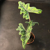 Alocasia Jacklyn