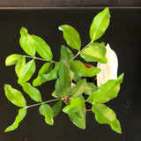 Barbados Cherry 'Acerola' Bush